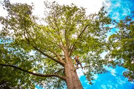 Best Soil Testing and Treatment  in Salado, TX