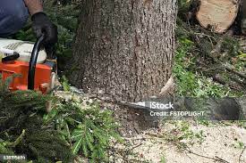 Best Palm Tree Trimming  in Salado, TX