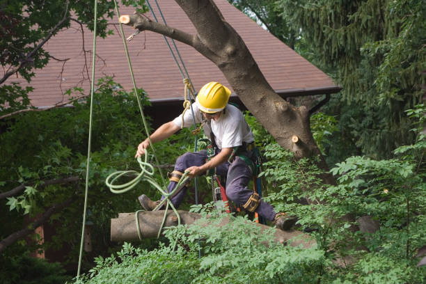 How Our Tree Care Process Works  in  Salado, TX